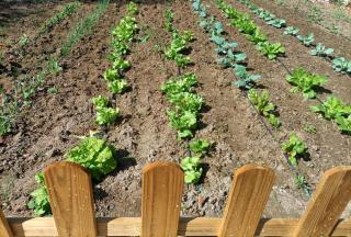 Tottam Art & Healthy Garden - Malaga - 7