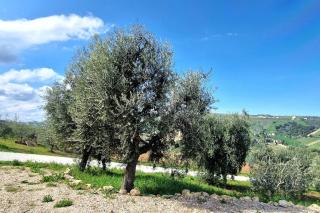 Lí da Ste - Ripatransone - 4