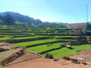 QUEENS COTTAGE - individual cottage - Ooty - 5