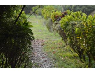 Lalimou Camp, Assam - Charduār - 3