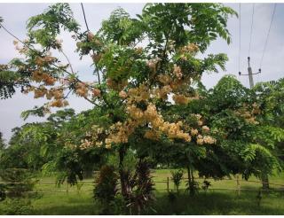 Lalimou Camp, Assam - Charduār - 1