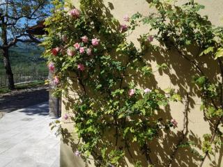 Agriturismo Fattoio alle Ripe - Pelago - 4