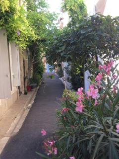 La petite Glycine - Sérignan - 0