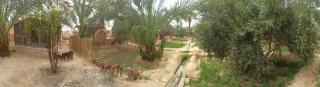 siwa gardenia cottage - Siwa - 9