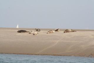 Hello Zeeland - Appartement Port Scaldis 21-022 - Breskens - 1