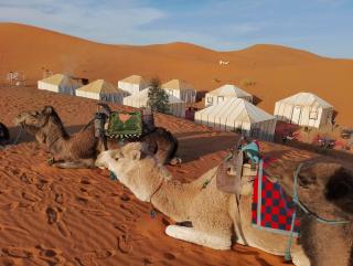 Merzouga Wildlife Desert Camp - Merzouga - 9