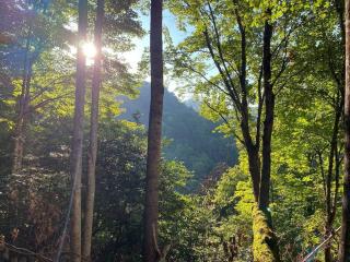 Poppa Bear Cabin at Gr Smoky Mtn Park! 3mi to town - Bryson City - 5
