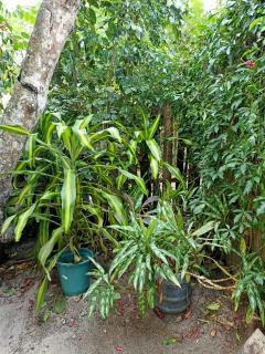 Vila Caraíva Hospedaria - 3