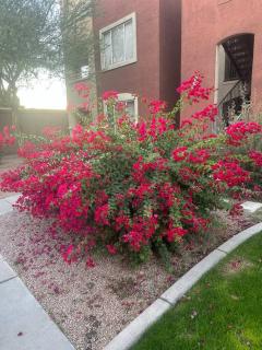 Cozy Condo in Gated Community with Pool by PHX Airport, Tempe, and Old Town - 7