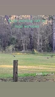 Caravan Capers - Wingham - 9