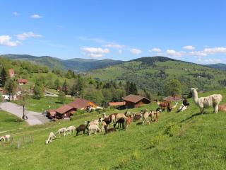 Chalet familial à La Bresse, proche randonnées, WIFI, animaux admis - FR-1-589-425 - La Bresse - 0