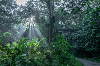 Wayanad Wild - A CGH Earth Experience - Vythiri - 5