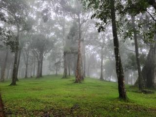 900 Woods Wayanad Eco Resort - A Sprawling Jungle Stay near Glass Bridge - Meppādi - 4