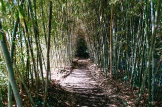 The Bamboos - private heated swimming pool - 5