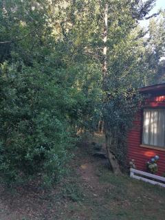 Cisnes del tolten - 2