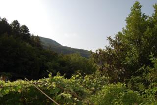 I tre Gelsi - Marco - 7