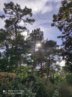 Suite et Spa Les Abatilles - Arcachon - 2