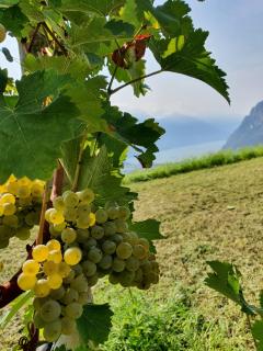 Agritur Calvola - Tenno - 7