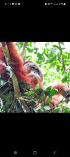Sumatra Treking Lauser Park - Bukit Lawang - 0