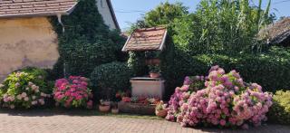 Korona Panzió - Balatonberény - 5