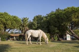 Hotel Mas Des Barres - Les Saintes-Maries-de-la-Mer - 2