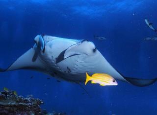 Morus Bliss - Divers' Preferred Hotel - Maradhoofeydhoo - 4