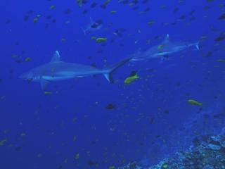 Morus Bliss - Divers' Preferred Hotel - Maradhoofeydhoo - 3