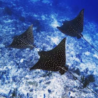 Morus Bliss - Divers' Preferred Hotel - Maradhoofeydhoo - 0