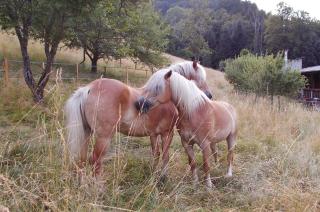 Le Gîte des Chevaliers - 9
