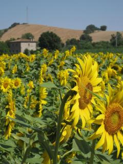 Agriturismo Le Spighe - Proceno - 7