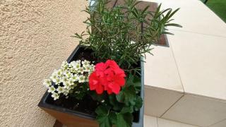 Apartman Sandra -private parking and garden - Zadar - 0