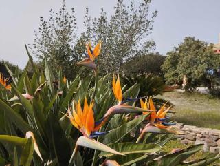Holiday home Riccio di Mare Sardinia - Geremeas - 5