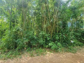 Vive Utila - Bed & Breakfast - Útila - 1