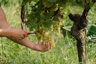 Monschein Weingut Straden - Straden - 6