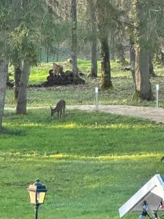 Le Clos du Renard - 6