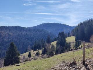 Berggasthaus Präger Böden - Todtnau - 6
