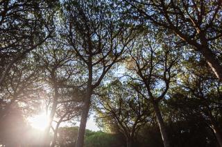 Camping Village Il Sole - Marina di Grosseto - 4