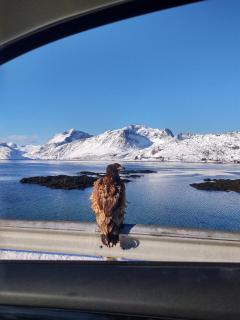Fredvang Farm House - Lofoten - Fredvang - 7