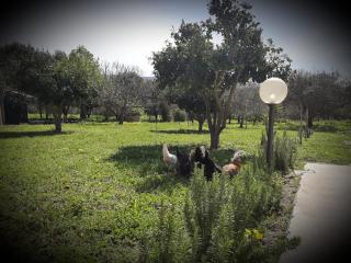 Chiara's Country (IUN R7916) - 4