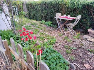 Les coquelicots, calme, jardin - Colmar - 3