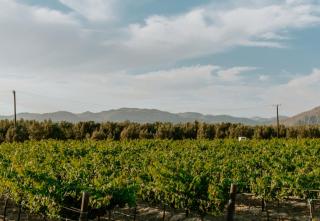 Campera Valle de Guadalupe - Ensenada - 1