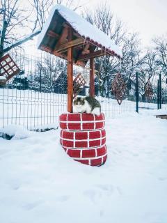 Hilltop House - Bran - 6