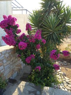 Evi,s house - Parikia - 0