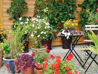 Pleasant holiday home with balcony - Seelgut - 3