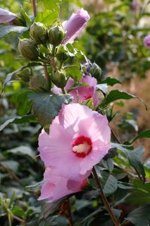 Albergo della Ceramica - 2