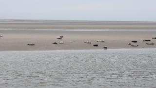 Mer et campagne - Quend - 1