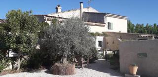 Les citronniers et les mimosas - Hyères - 5