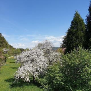 Schwarzwaldglück - Lossburg - 1