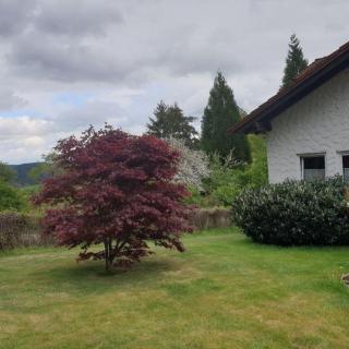 Ferienwohnung Vogelsang - Loßburg - 5