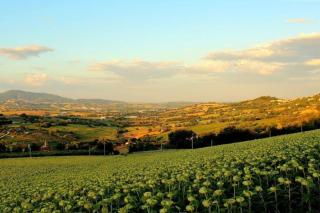 Lolìa Farmhouse with Olive Grove and Hot Tub - Monte Gallo - 8